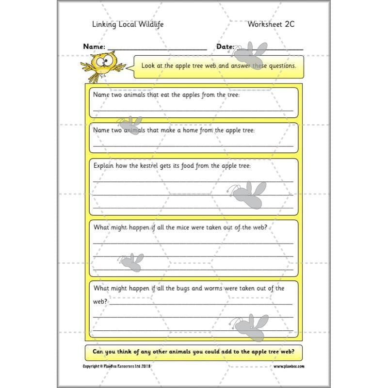 PlanBee Biodiversity KS1 Linking Local Wildlife ESR Lessons by PlanBee