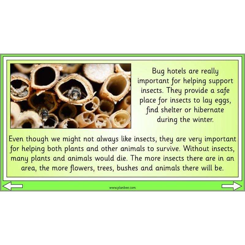 PlanBee Biodiversity KS1 Linking Local Wildlife ESR Lessons by PlanBee
