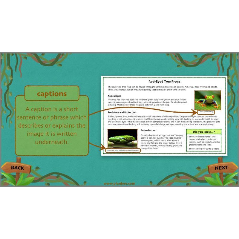 PlanBee Lost in the Rainforest: Non chronological Reports Year 3 English Plans & Resources
