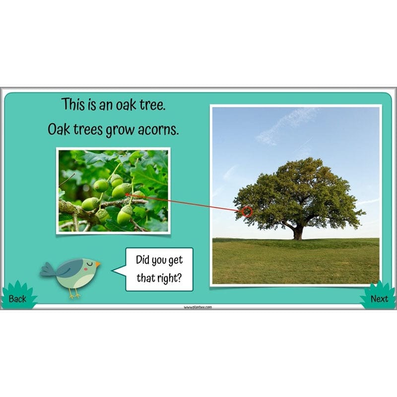 PlanBee Living Things and their Habitats Year 4 Science Lessons