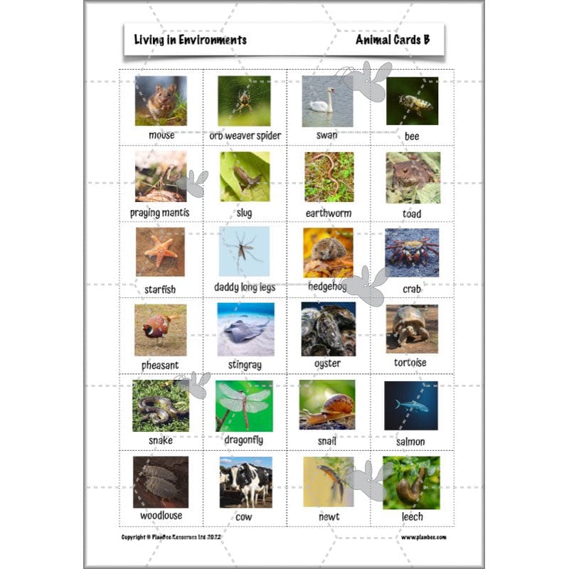 PlanBee Living Things and their Habitats Year 4 Science Lessons