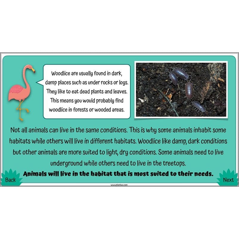 PlanBee Living Things and their Habitats Year 4 Science Lessons