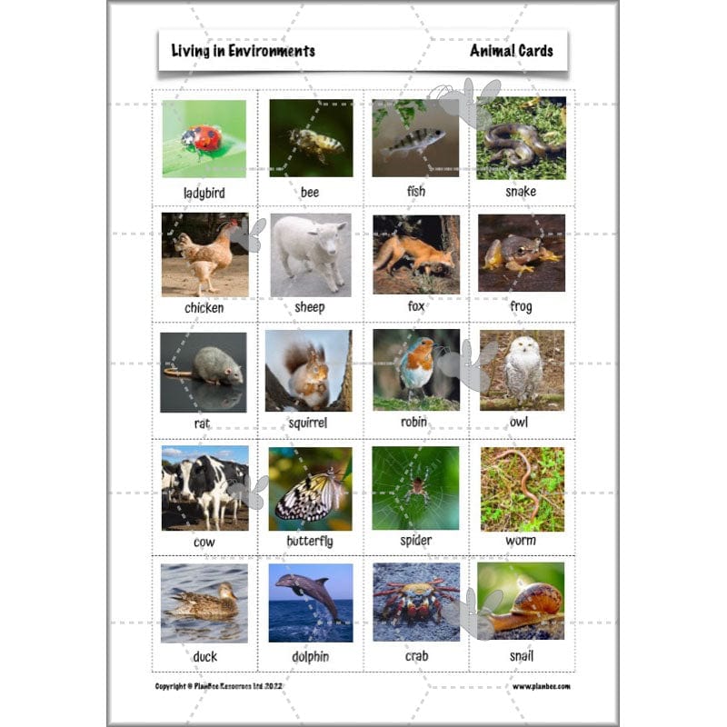 PlanBee Living Things and their Habitats Year 4 Science Lessons