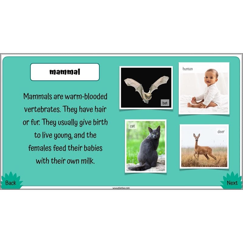 PlanBee Living Things and their Habitats Year 4 Science Lessons