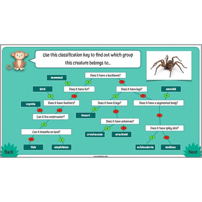 PlanBee Living Things and their Habitats Year 4 Science Lessons