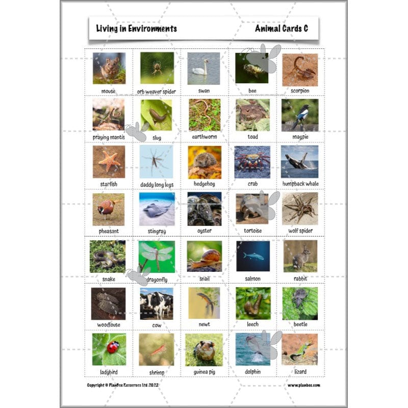 PlanBee Living Things and their Habitats Year 4 Science Lessons