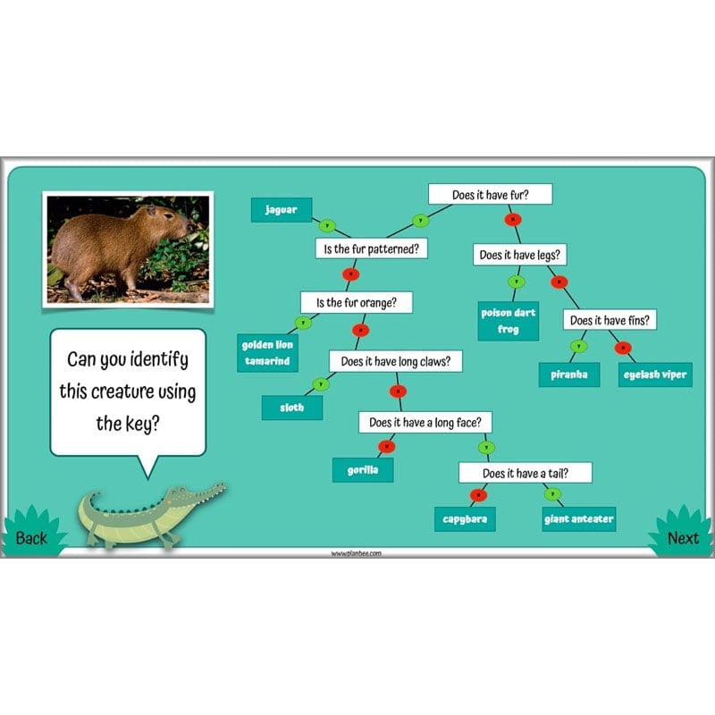PlanBee Living Things and their Habitats Year 4 Science Lessons
