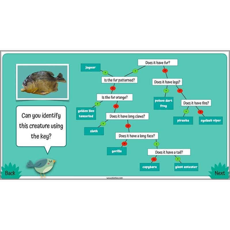 PlanBee Living Things and their Habitats Year 4 Science Lessons