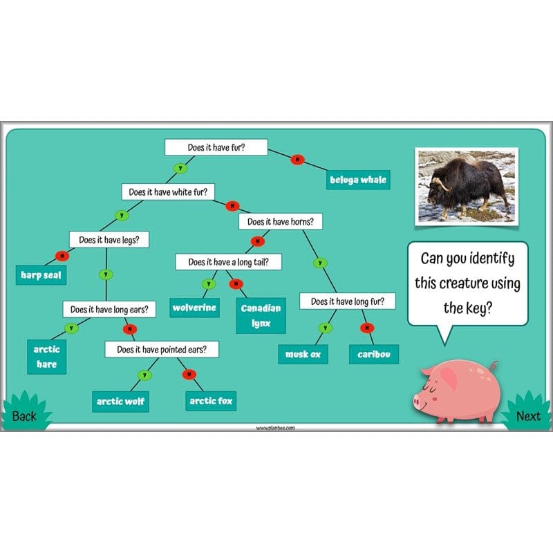 PlanBee Living Things and their Habitats Year 4 Science Lessons