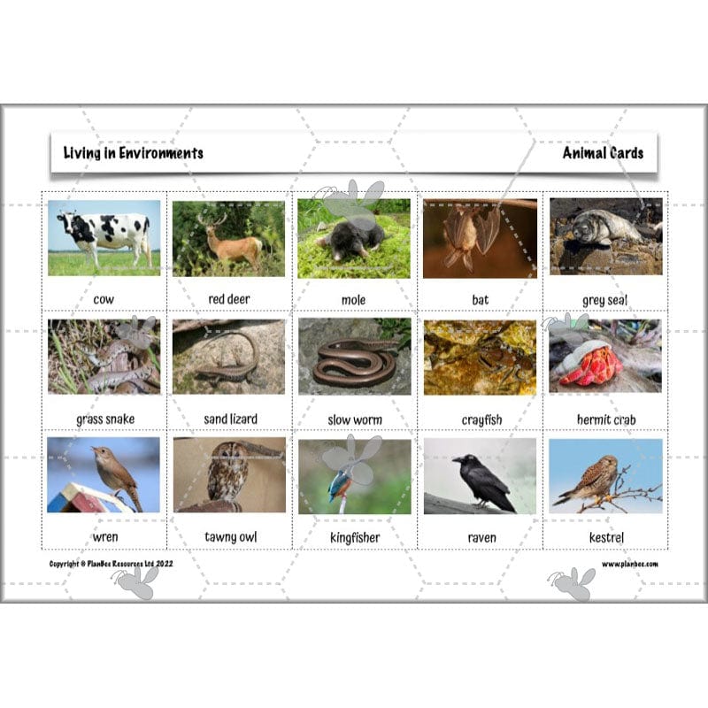 PlanBee Living Things and their Habitats Year 4 Science Lessons
