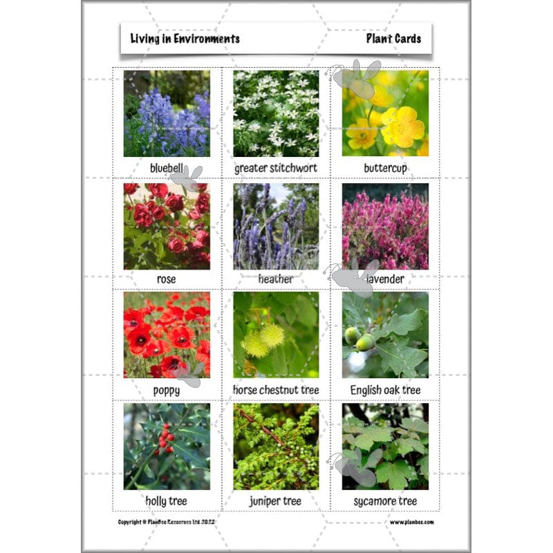 PlanBee Living Things and their Habitats Year 4 Science Lessons