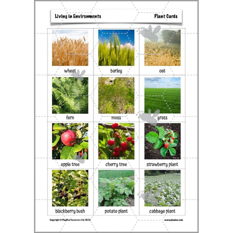 PlanBee Living Things and their Habitats Year 4 Science Lessons