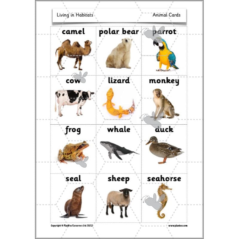 PlanBee Living Things and their Habitats Year 2 Science by PlanBee