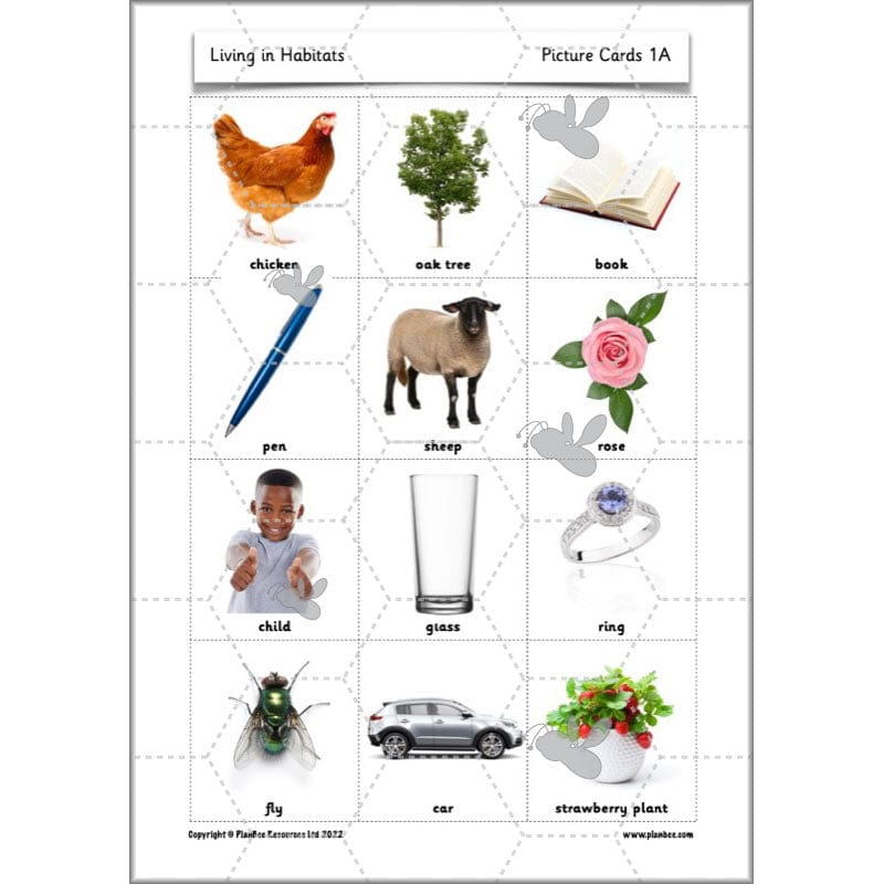 PlanBee Living Things and their Habitats Year 2 Science by PlanBee