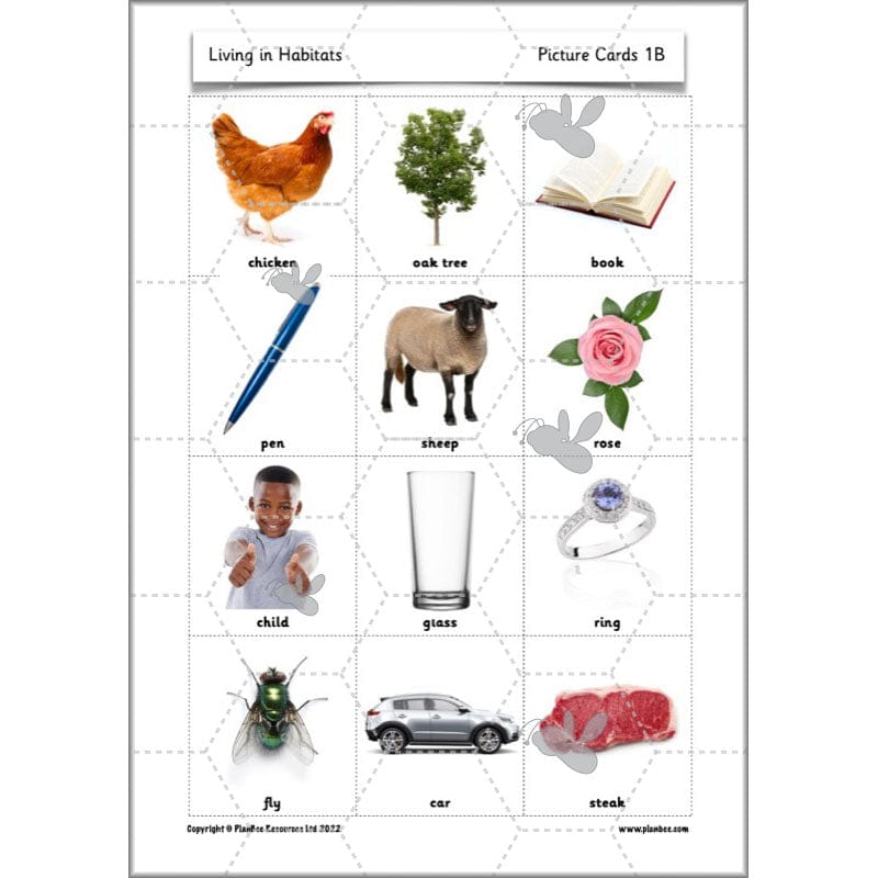PlanBee Living Things and their Habitats Year 2 Science by PlanBee