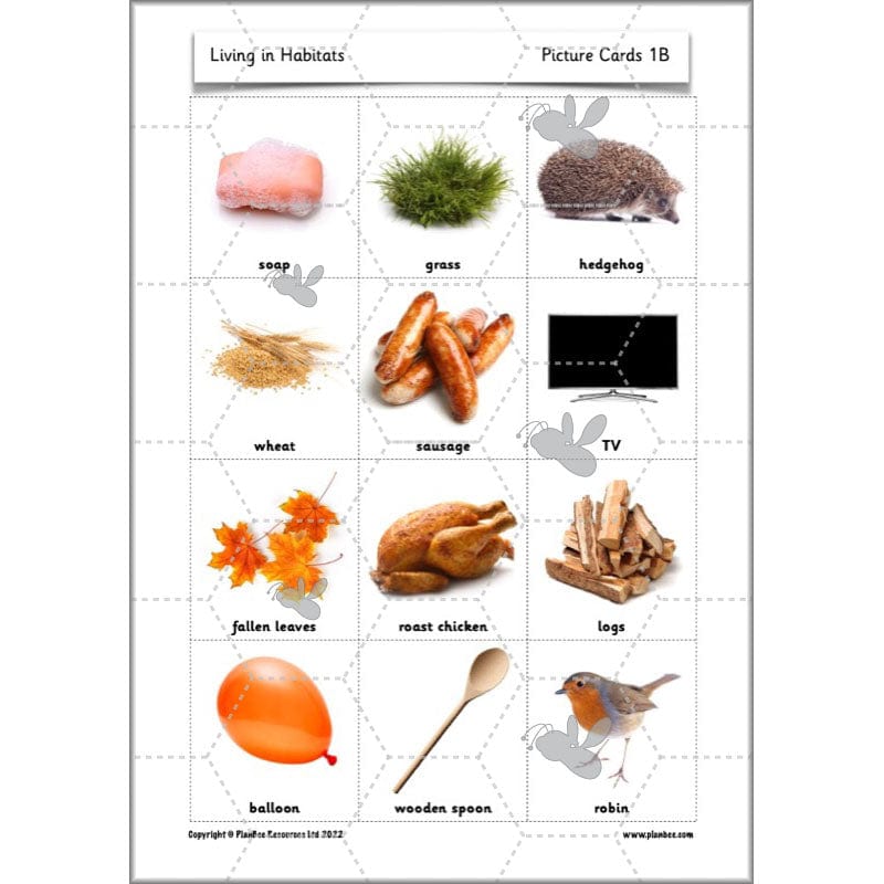 PlanBee Living Things and their Habitats Year 2 Science by PlanBee