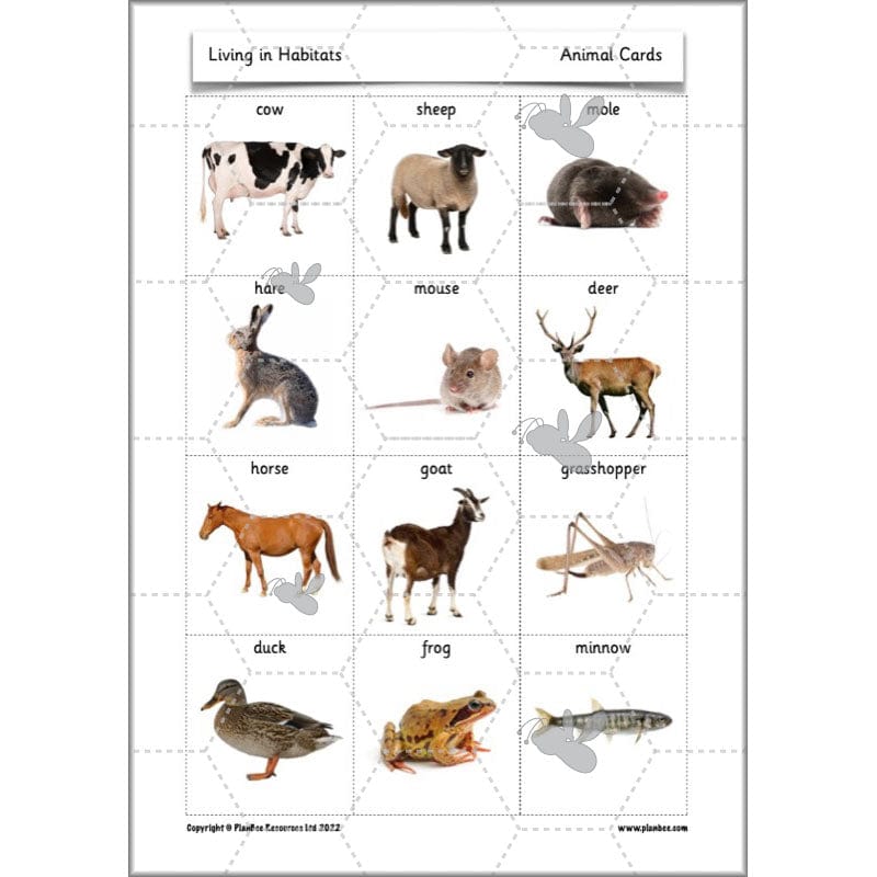PlanBee Living Things and their Habitats Year 2 Science by PlanBee