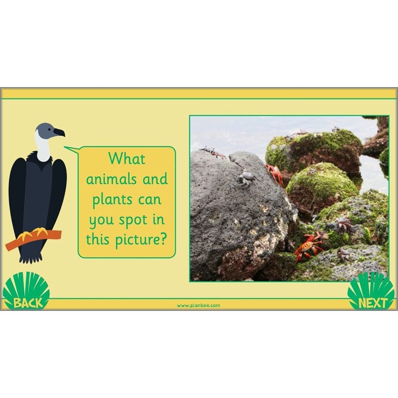 PlanBee Living Things and their Habitats Year 2 Science by PlanBee