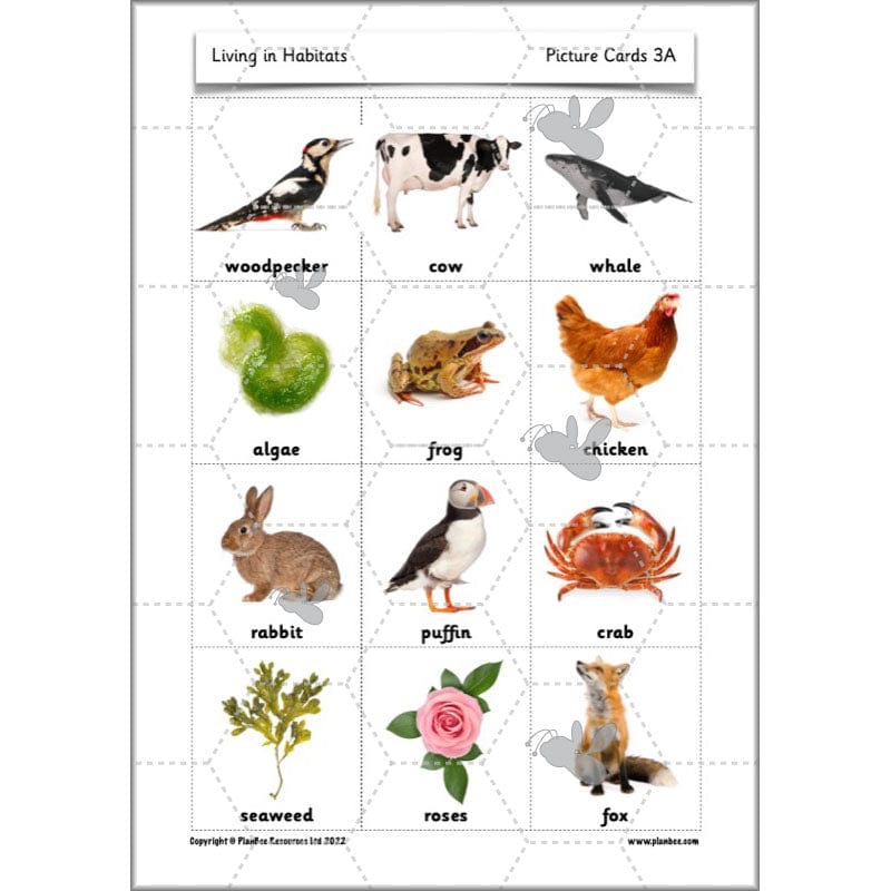 PlanBee Living Things and their Habitats Year 2 Science by PlanBee