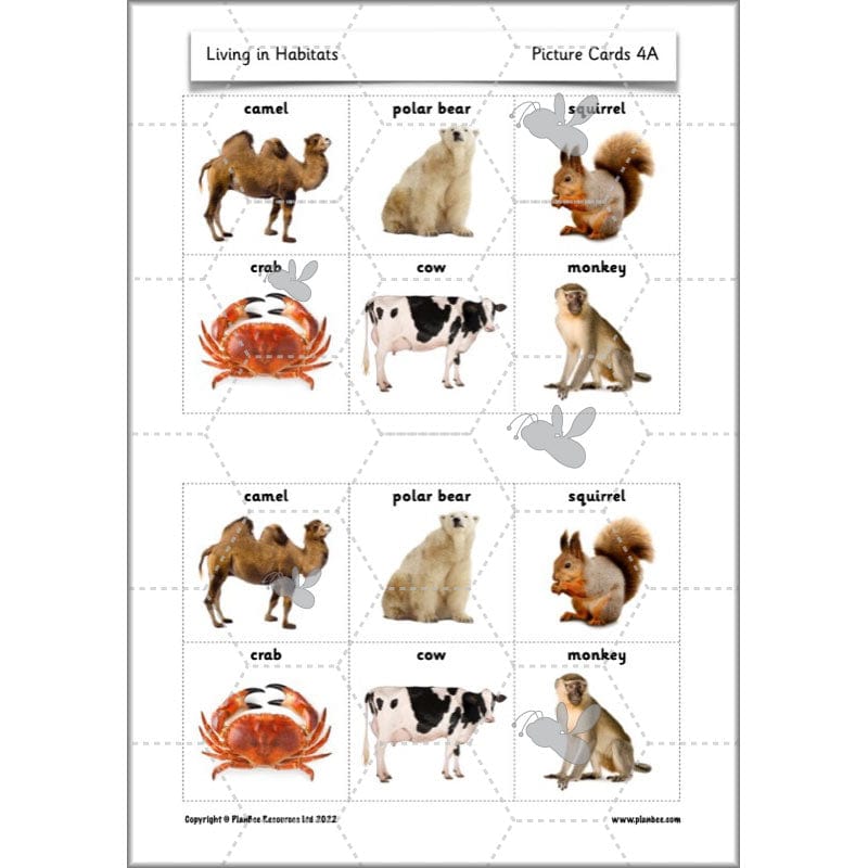 PlanBee Living Things and their Habitats Year 2 Science by PlanBee