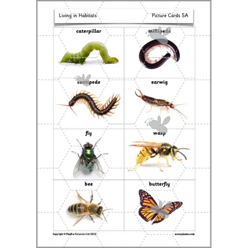 PlanBee Living Things and their Habitats Year 2 Science by PlanBee