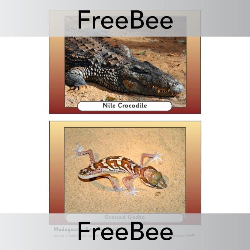 PlanBee Madagascar Picture Cards | PlanBee