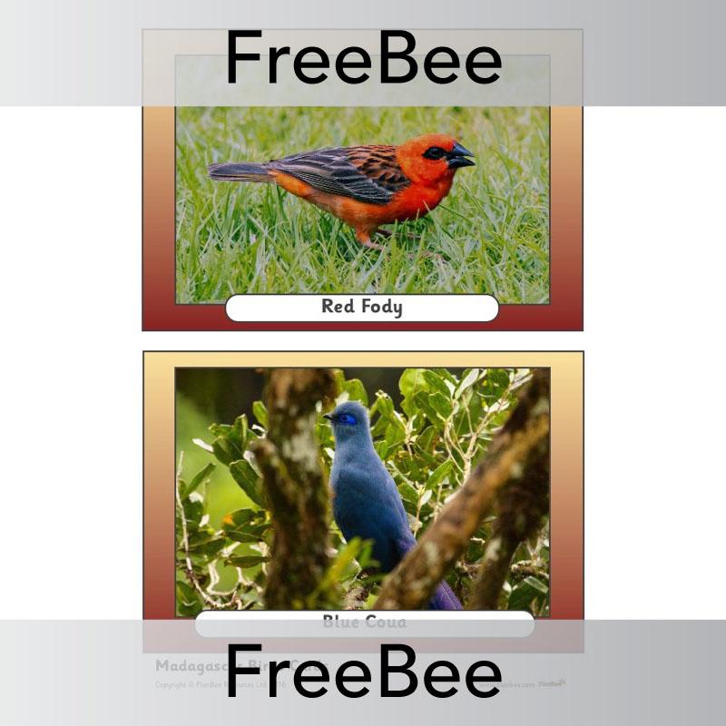 PlanBee Madagascar Picture Cards | PlanBee