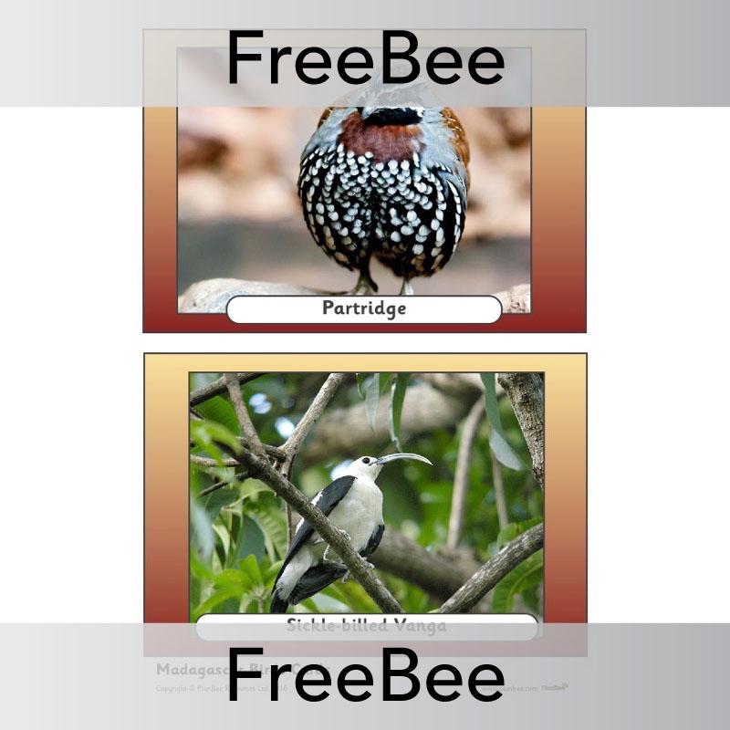 PlanBee Madagascar Picture Cards | PlanBee