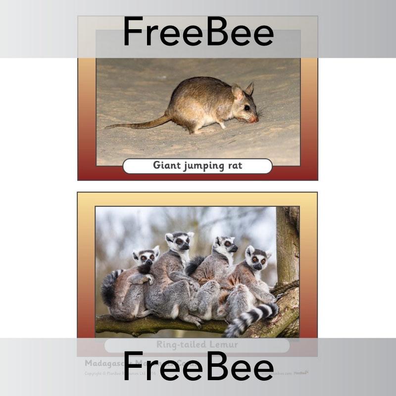 PlanBee Madagascar Picture Cards | PlanBee