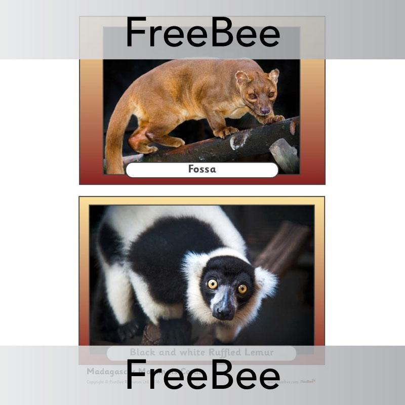 PlanBee Madagascar Picture Cards | PlanBee