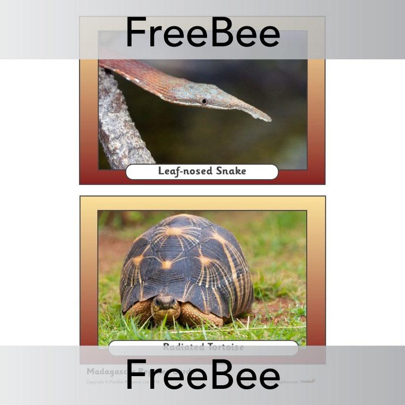 PlanBee Madagascar Picture Cards | PlanBee