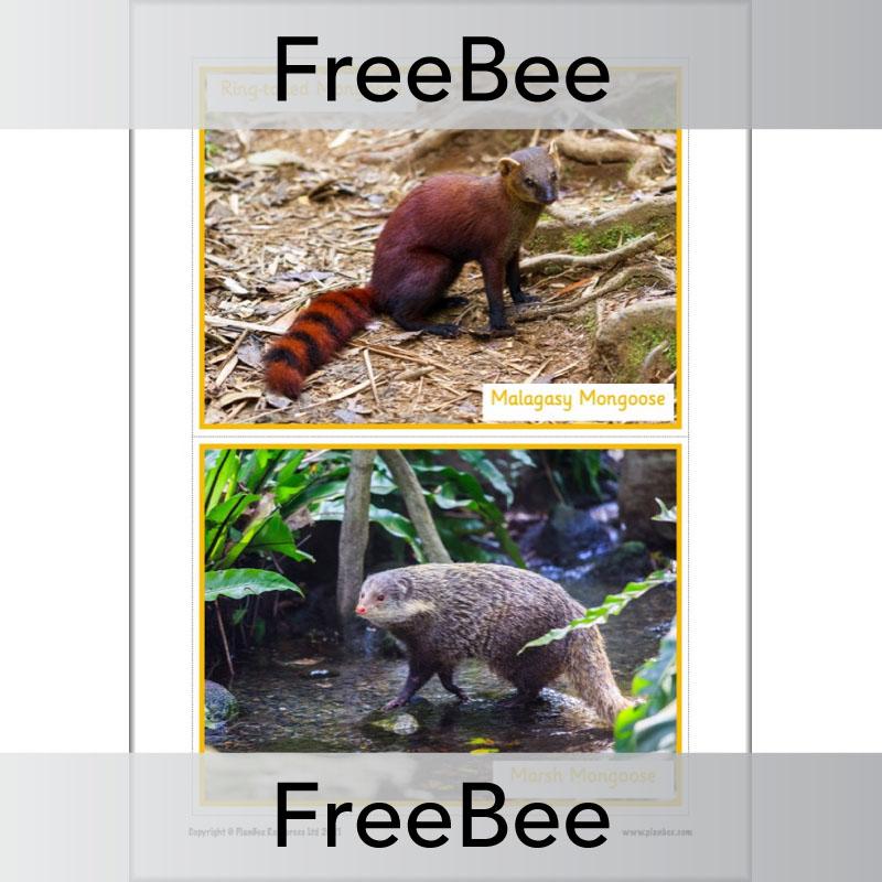 PlanBee Free Meerkat Mail Display Pack by PlanBee