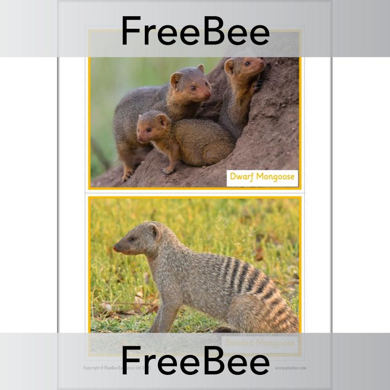 PlanBee Free Meerkat Mail Display Pack by PlanBee