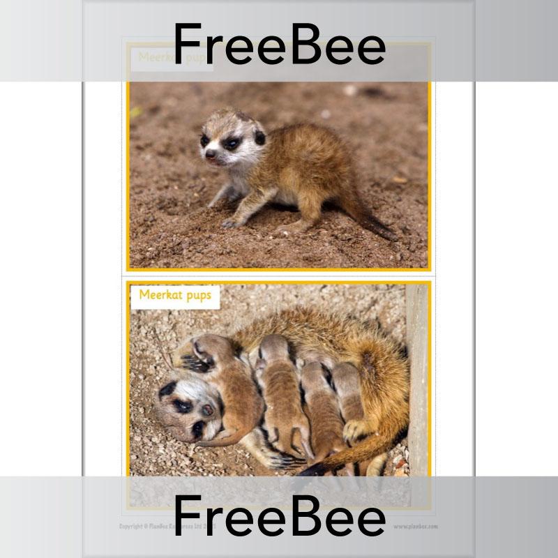 PlanBee Free Meerkat Mail Display Pack by PlanBee