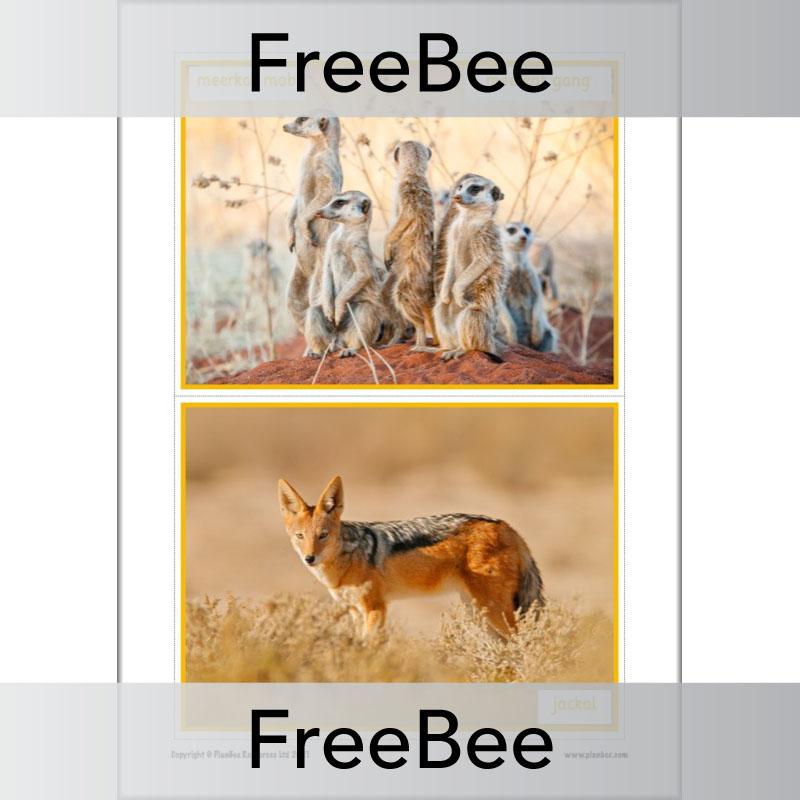 PlanBee Free Meerkat Mail Display Pack by PlanBee