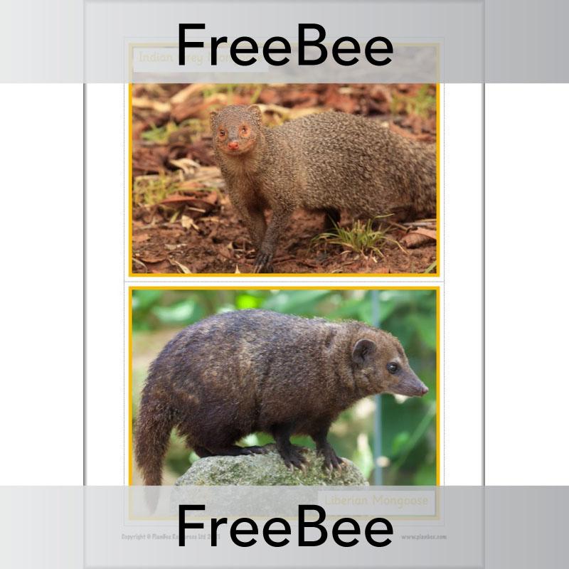 PlanBee Free Meerkat Mail Display Pack by PlanBee