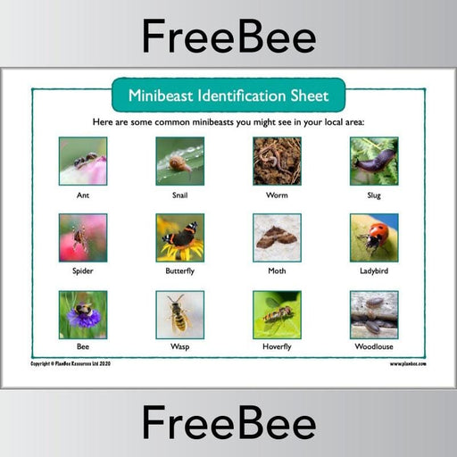 PlanBee Free Minibeast Identification Sheet by PlanBee