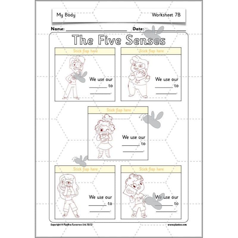 PlanBee Parts of the Body KS1 Science lessons by PlanBee
