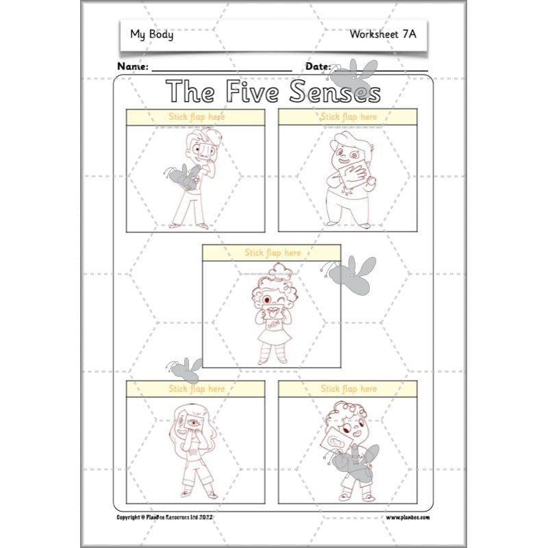 PlanBee Parts of the Body KS1 Science lessons by PlanBee