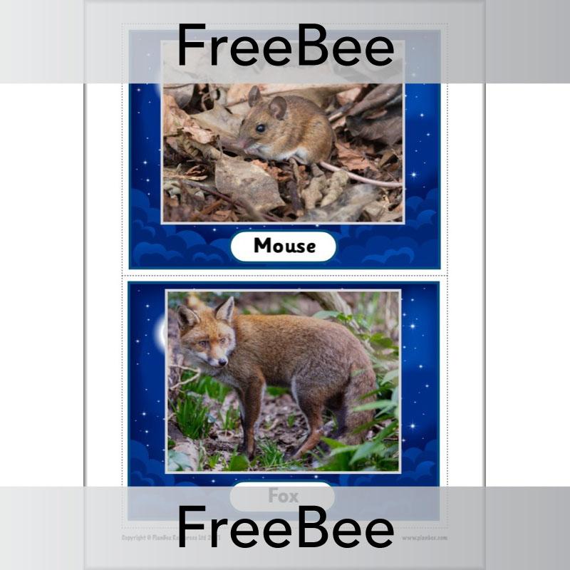 PlanBee FREE Night Time Animals KS1 Cards by PlanBee