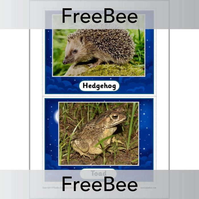 PlanBee FREE Night Time Animals KS1 Cards by PlanBee