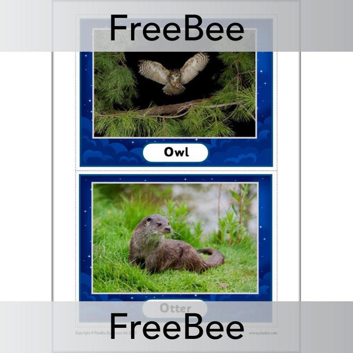 PlanBee FREE Night Time Animals KS1 Cards by PlanBee
