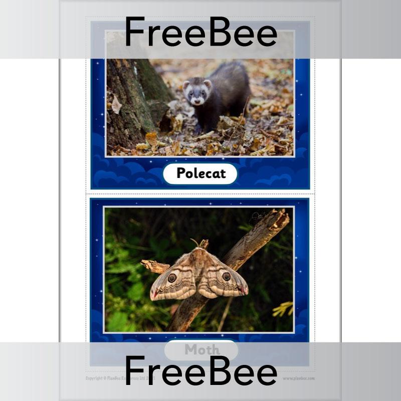 PlanBee FREE Night Time Animals KS1 Cards by PlanBee