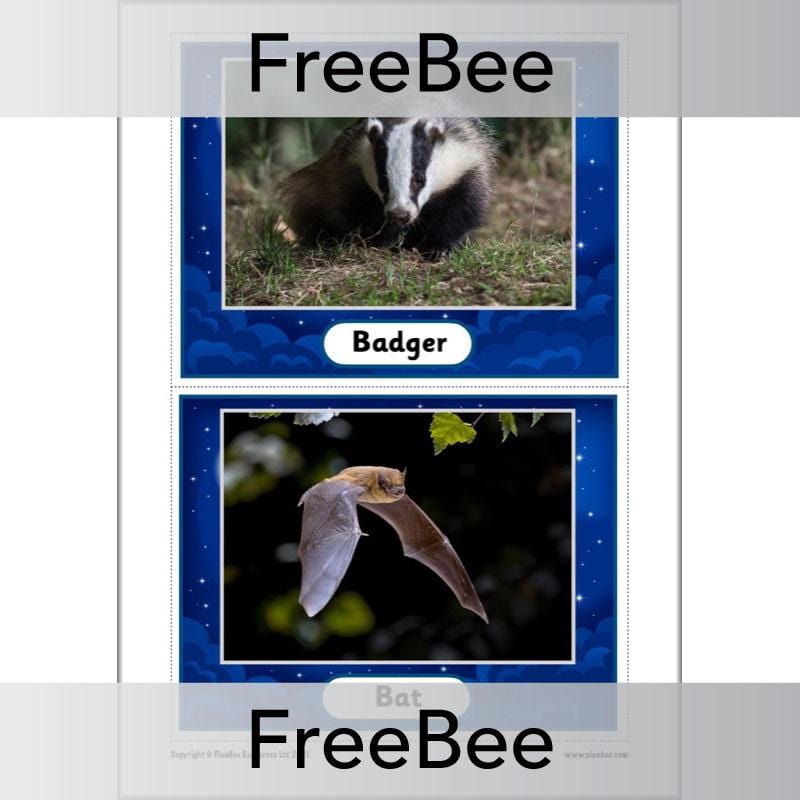 PlanBee FREE Night Time Animals KS1 Cards by PlanBee