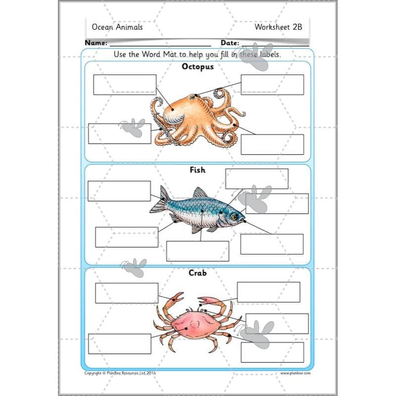 PlanBee FREE Under the Sea KS1 Ocean Animals lesson pack | PlanBee