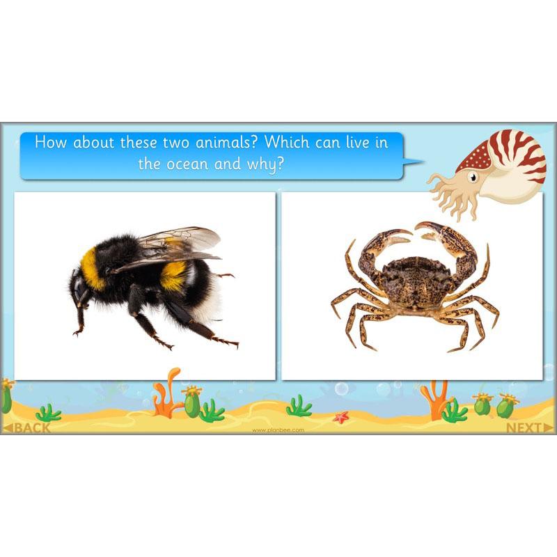 PlanBee FREE Under the Sea KS1 Ocean Animals lesson pack | PlanBee