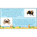 PlanBee FREE Under the Sea KS1 Ocean Animals lesson pack | PlanBee