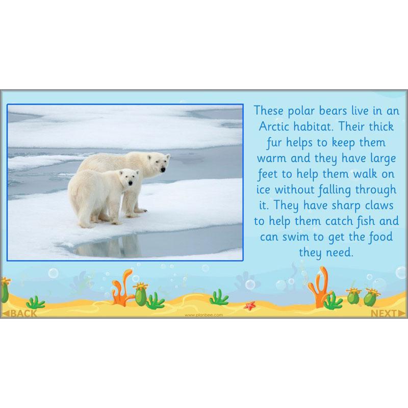 PlanBee FREE Under the Sea KS1 Ocean Animals lesson pack | PlanBee