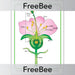 PlanBee Parts of a Flower KS2 Poster Free Resource by PlanBee