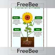PlanBee FREE Parts of a Plant KS1 Worksheet and Poster 